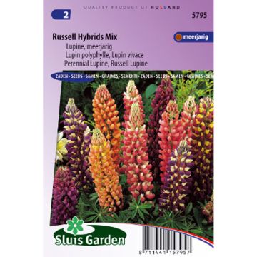 Graines de Lupin vivace Russell Hybrids en mélange - Lupinus polyphyllus