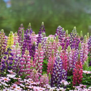 Staudenlupine Minaret