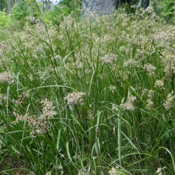 Wald-Hainsimse - Luzula sylvatica