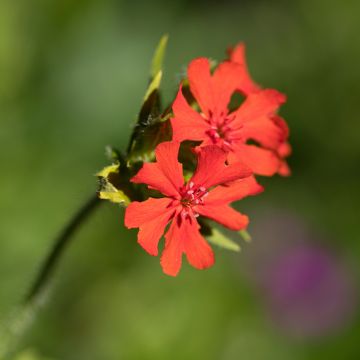 Vulkan-Lichtnelke Vesuvius - Lychnis arkwrightii