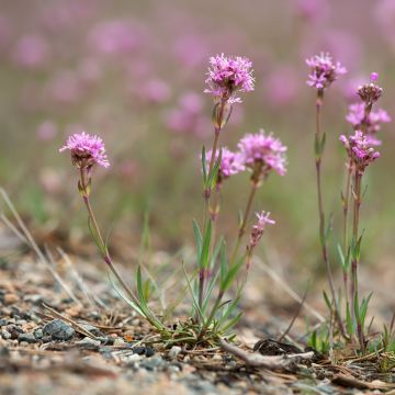 Alpen-Lichtnelke - Lychnis alpina