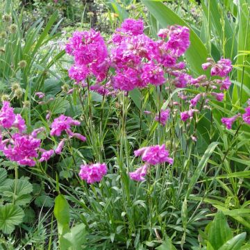 Alpen-Lichtnelke Rosea - Lychnis alpina