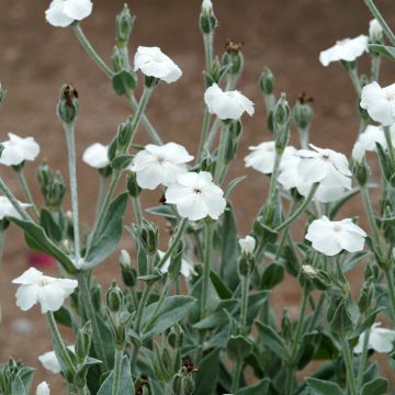 Kranz-Lichtnelke Alba - Lychnis coronaria