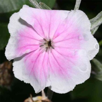 Kranz-Lichtnelke Oculata - Lychnis coronaria