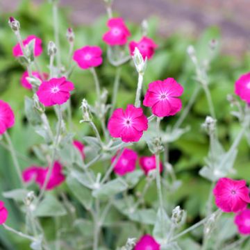 Lychnis coronaria - Coquelourde des Jardins