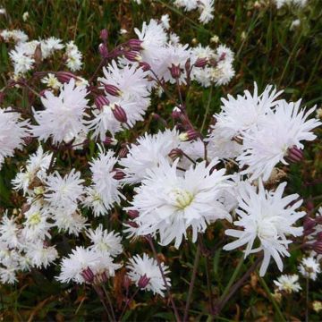 Kuckucks-Lichtnelke Petit Henri - Lychnis flos-cuculi