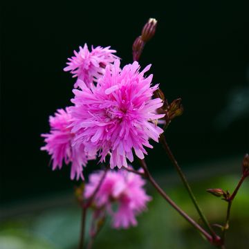 Kuckucks-Lichtnelke Petite Jenny - Lychnis flos-cuculi