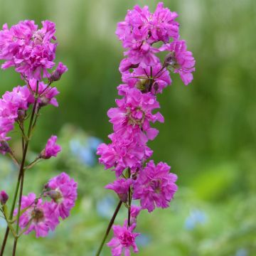 Gewöhnliche Pechnelke Plena - Lychnis viscaria