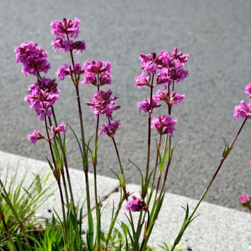 Gewöhnliche Pechnelke Splendens - Lychnis viscaria