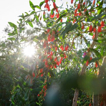 Lycium chinensis - Goji de Chine