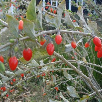 Gemeiner Bocksdorn - Lycium barbarum