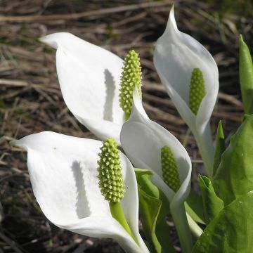 Lysichiton camtschatcensis - Weiße Scheinkalla