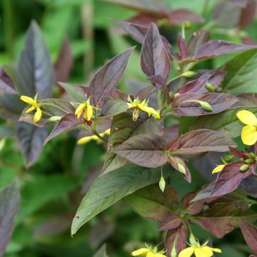 Lysimachia ciliata Fire Cracker - Bronze-Felberich