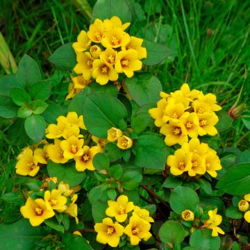 Lysimachia congestiflora - Gedrängtblütiger Gilbweiderich