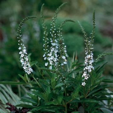 Lysimachia fortunei - Fortunes Felberich