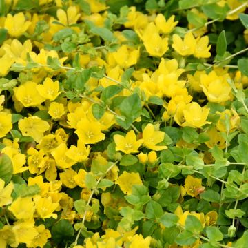 Lysimachia nummularia - Herbe aux écus