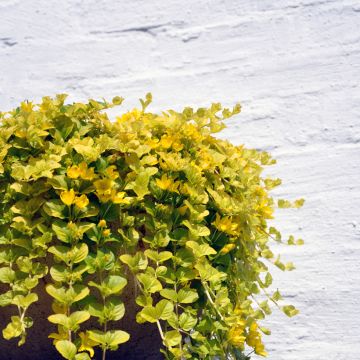 Lysimachia nummularia aurea