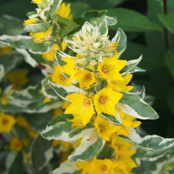 Lysimachia punctata Alexander - Gilbweiderich