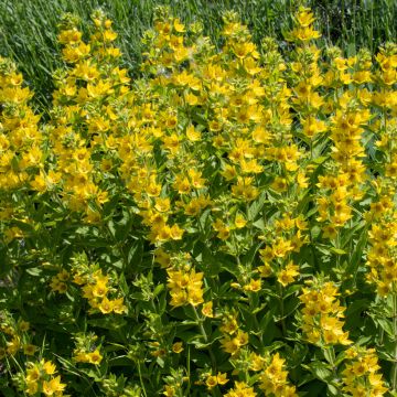 Lysimachia punctata - Gilbweiderich