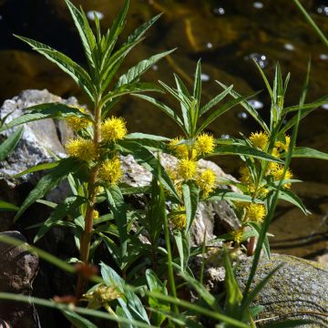 Lysimachia thyrsiflora - Straußblütiger Gilbweiderich