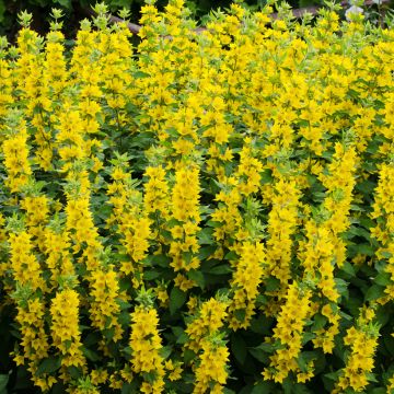 Lysimachia vulgaris - Gewöhnlicher Gilbweiderich