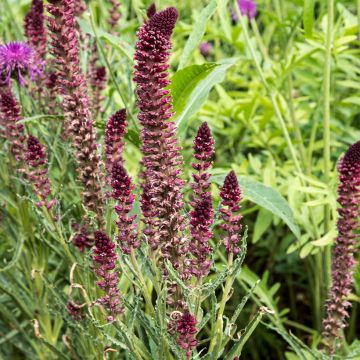 Lysimachia atropurpurea Beaujolais - Purpurroter Gilbweiderich