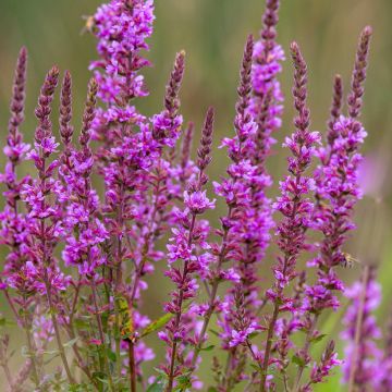 Blut-Weiderich - Lythrum salicaria