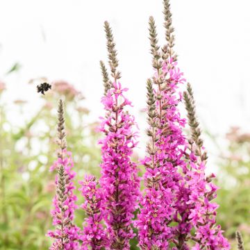 Ruten-Weiderich Dropmore Purple - Lythrum virgatum