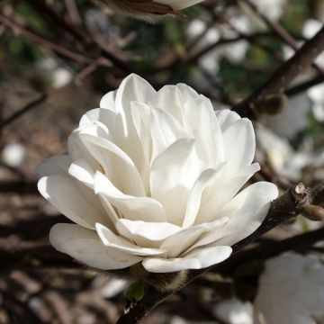 Magnolia loebneri Mags Pirouette - Loebner-Magnolie