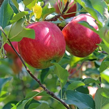 Apfelbaum Belle fille de l'Indre - Malus domestica