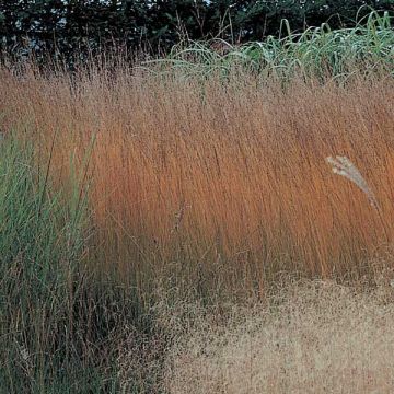 Molinia caerulea subsp. caerulea Heidebraut - Rohr-Pfeifengras