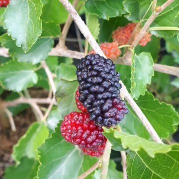 Weißer Maulbeerbaum Milanowek - Morus alba