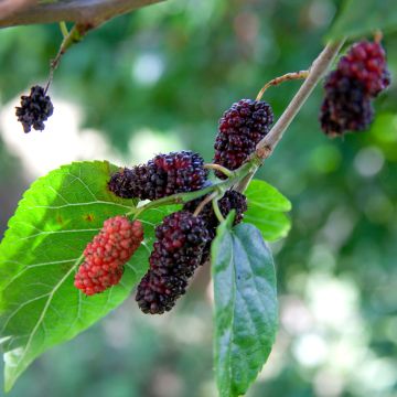 Weißer Maulbeerbaum Shin Tso - Morus alba