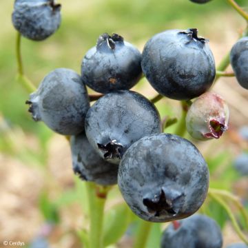 Amerikanische Blaubeere Hortblue Poppins - Vaccinium corymbosum