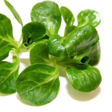 Gewöhnlicher Feldsalat Verte d'Etampes Bio