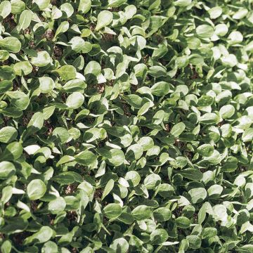 Gewöhnlicher Feldsalat Verte de Cambrai