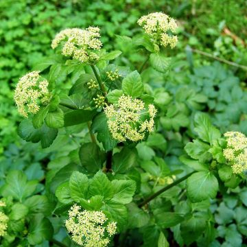 Gespenst-Gelbdolde - Smyrnium olusatrum