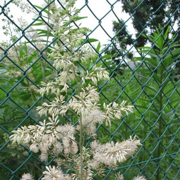 Macleaya cordata - Weißer Federmohn