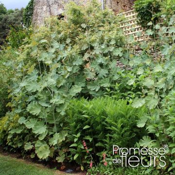 Macleaya cordata Flamingo - Weißer Federmohn