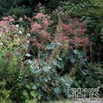 Macleaya microcarpa Spetchley Ruby - Roter Federmohn