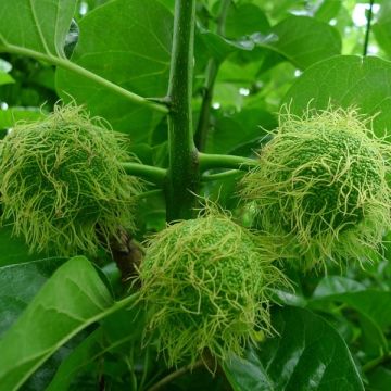 Maclura pomifera - Osagedorn