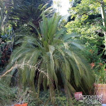 Macrozamia moorei - Cycas de Moore