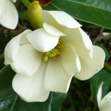 Magnolia Fairy Cream - Magnolie