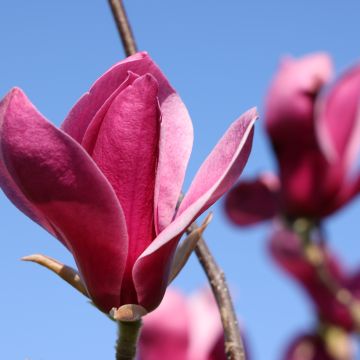 Magnolia Red As Red