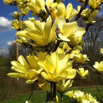 Magnolia Sunspire