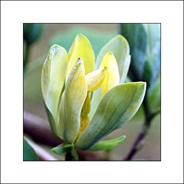 Magnolia acuminata Blue Opal