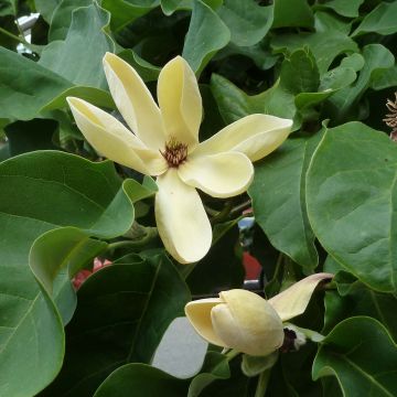 Magnolia brooklynensis Yellow Bird - Magnolie