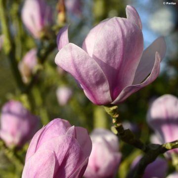 Magnolia denudata Festirose - Yulan-Magnolie