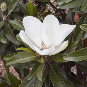 Magnolia grandiflora Alta - Immergrüne Magnolie