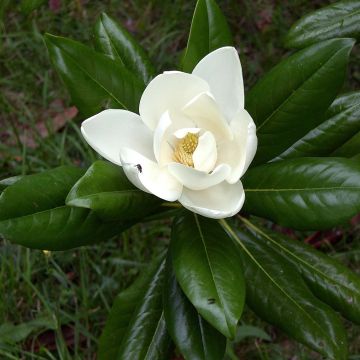 Magnolia grandiflora Ferruginea - Immergrüne Magnolie